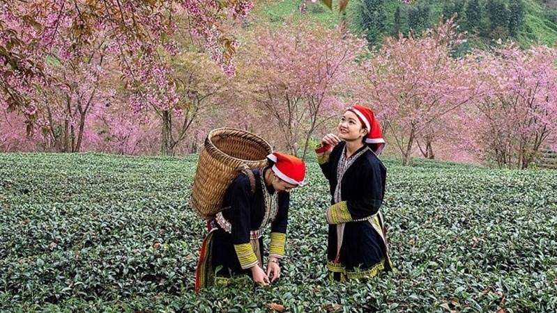 Situé à 1 600 mètres d’altitude, le bourg de Sapa attire les touristes avec toutes les fleurs qu’ils peuvent y trouver, notamment celles de cerisiers. Photo: qdnd.vn