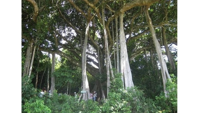 Un banian vieux de 800 ans trônant dans la réserve naturelle de la péninsule de Son Trà, dans la ville de Dà Nang, a été reconnu, en 2014, «Arbres patrimoniaux du Vietnam». 