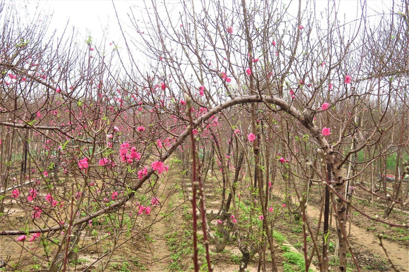 Des pêchers dans les jardins de Nhât Tân (dans la capitale Hanoï). Photo : Tri Minh/NDEL.