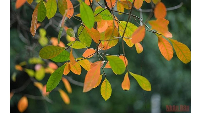 La beauté de Hanoi à la saison des feuilles mortes. Photo : NDEL.
