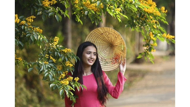 Les jeunes filles à côté des fleurs « sua » (dalbergia tonkinensis). Photo : http://www.baoquangninh.com.vn
