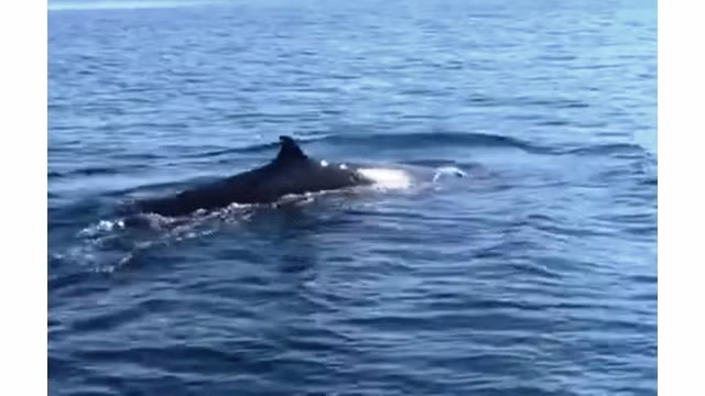 Une baleine de plus de 4 m dans les eaux de Cù Lao Chàm. Photo : https://thanhnien.vn