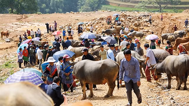 Le marché aux buffles de Can Câu a lieu tous les samedis matin. Photo : nhandan.com.vn