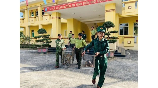  Pour proteger les animaux sauvages au nord de la cordillere Truong Son hinh anh 1 Un macaque d'Assam (Macaca assamensis) et un pangolin pris en charge au Parc national de Vu Quang, dans la province de Hà Tinh (Centre). Photo : VNA/CVN