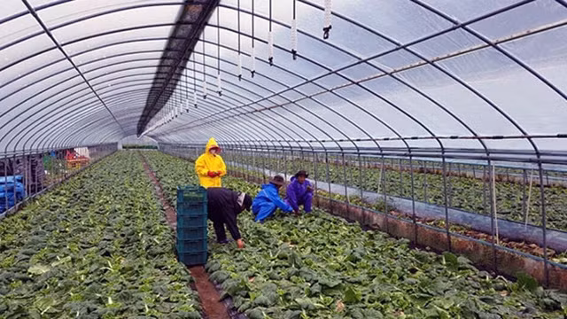 Les travailleurs du district de Hòa Vang de la ville de Dà Nang travaillent dans le district sud-coréen de Yeongyang. Photo : Journal Dà Nang.