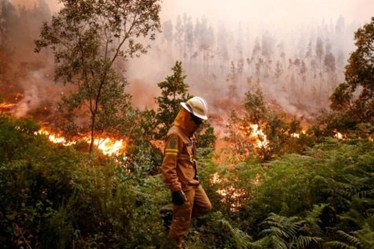 Le Portugal a été frappé le 17 juin par un des incendies de forêt les plus meurtriers de son histoire récente. Photo: Reuters. 