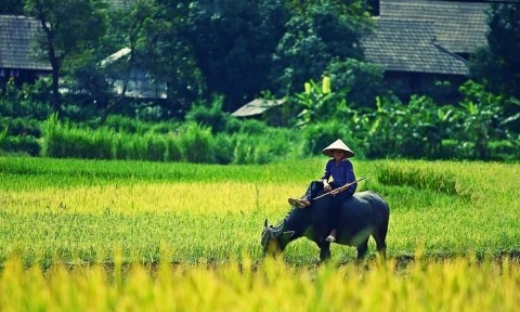 La vie paisible dans les villages vietnamiens.