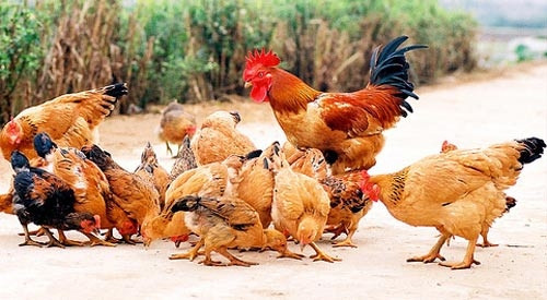 Le Coq dans la culture vietnamienne