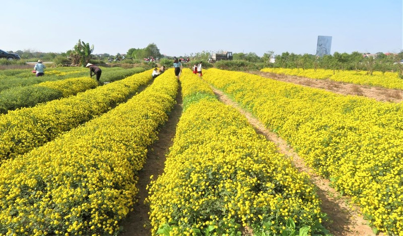 Les "cuc chi" sont des plantes traditionnelles cultivées à grande échelle dans le village de Nghia Trai. Photo : Tri Minh/NDEL.