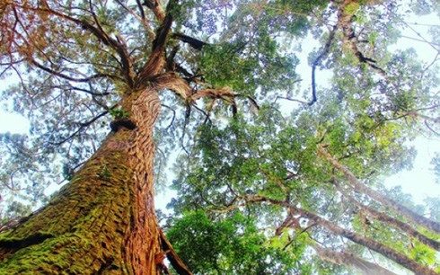 L’arbre "pơmu" est classé dans la catégorie des espèces menacées dans “Le Livre Rouge du Vietnam”. Photo: VOV.