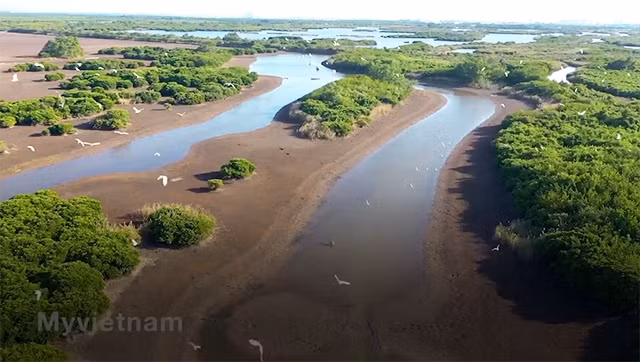Forêts de mangroves à Quang Ninh, abri idéal pour des cigognes blanches
