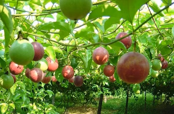 Photo : nongnghiep.vn