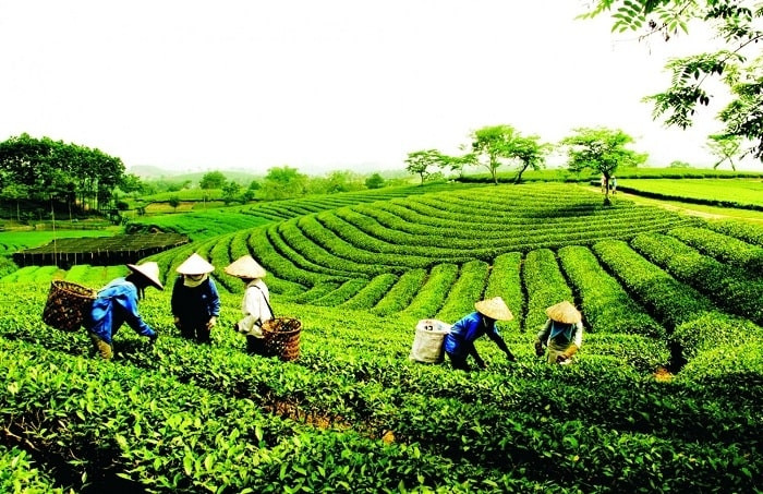 Une zone de théiers à Thái Nguyên. Photo : VNA.