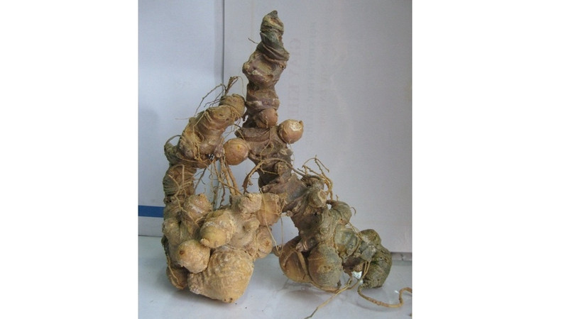 Le ginseng de Ngoc Linh. Photo: VGP.