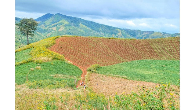Le volcan éteint de Chu Dang Ya est devenu la destination la plus attrayante de Gia Lai, en particulier à la fin de l'année lorsque les tournesols sauvages fleurissent. Photo : NDEL.
