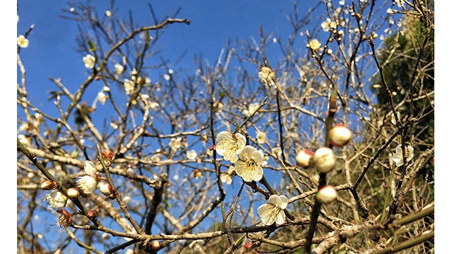 La beauté des fleurs d’abricotier à Môc Châu. Photo : Journal Thoi Dai.