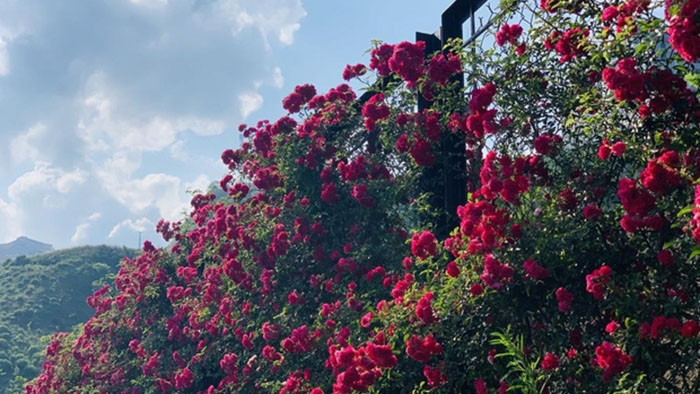La vallée de roses dans la zone touristique de Sun World Fansipan Legend, à Sapa.