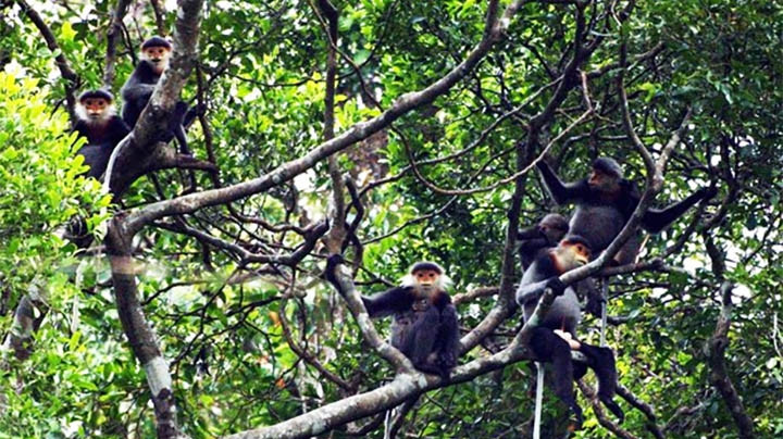 Des doucs langurs à pattes noires. Photo : baodantoc.vn