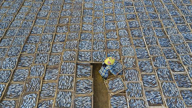 Le cliché du photographe vietnamien Khanh Phan sur le séchage de poissons. Photo: baoquocte.vn