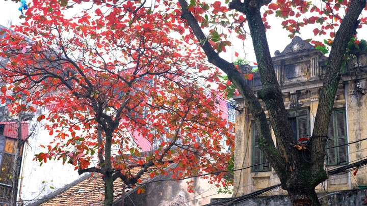 « … des badamiers à feuilles rouges, de vieilles rues avec d’anciennes maisons aux tuiles brunies qui se touchent… »
