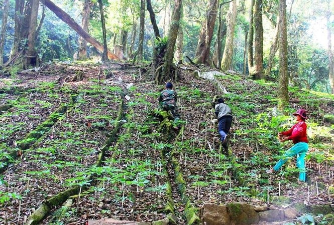 La culture du ginseng de Ngoc Linh. Photo: tienphong.vn