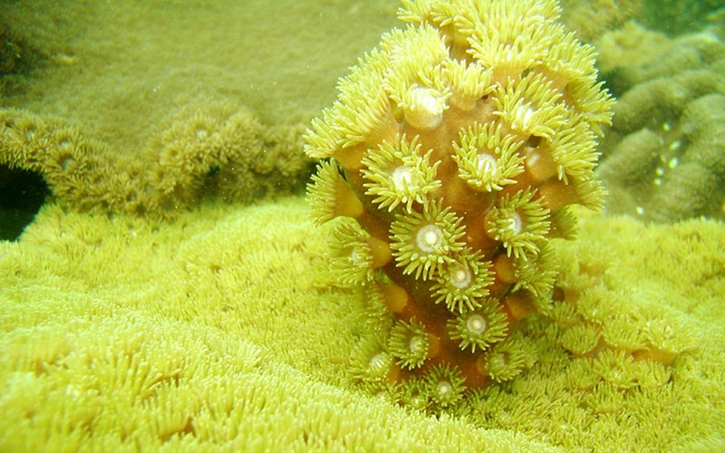Les efforts de conservation ont porté leurs fruits, car les récifs coralliens de la baie d’Ha Long se sont bien rétablis. Photo : Comité de gestion de la baie de Ha Long.