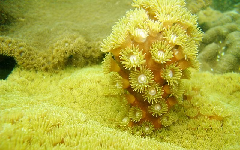 Les efforts de conservation ont porté leurs fruits, car les récifs coralliens de la baie d’Ha Long se sont bien rétablis. Photo : Comité de gestion de la baie de Ha Long.