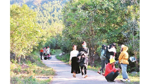 En décembre chaque année, les forêts à Binh Liêu revêtent un manteau blanc pur et simple, ce qui fait surprise aux visiteurs par la beauté naturelle de cet endroit. Photo : Journal Thoi Dai.
