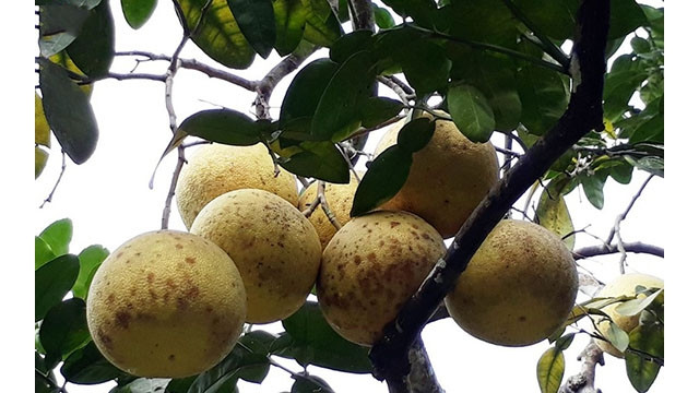 Les pamplemousses de Dai Minh. Photo : VOV.