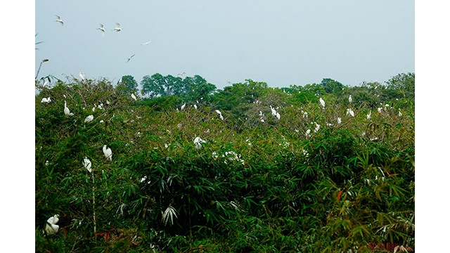 Jardin des cigognes de Bang Lang. Photo : NDEL.