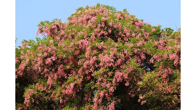  Des fleurs de glycine d'été à la péninsule de Son Trà. Photo : Journal Tô Quôc.