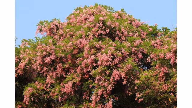 Des fleurs de glycine d'été à la péninsule de Son Trà. Photo : Journal Tô Quôc.