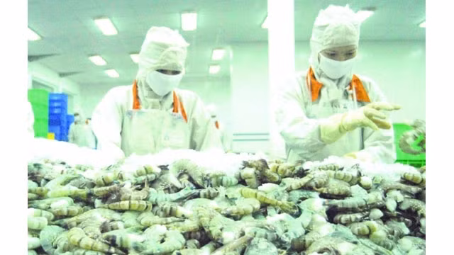 la transformation de crevettes pour l'exportation chez la compagnie Cafatex-Hâu Giang. Photo : VNA.