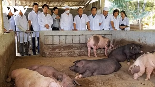 Modèle d'élevage des porcs en bio. Photo : VOV.