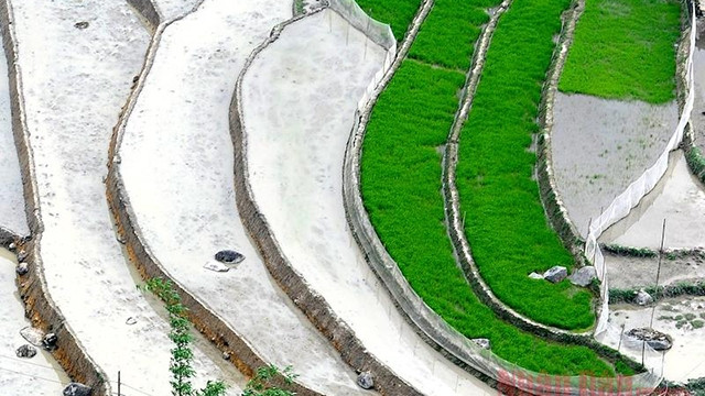 Les rizières en terrasse de Sapa au début de l’été. Photo: NDEL