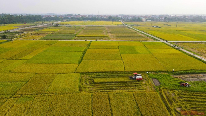 La récolte du riz dans les rizières de la commune de Sai Son, à Hanoï.