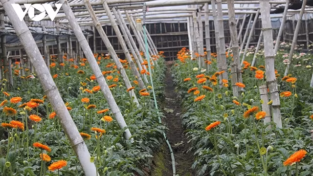 Situé dans l’arrondissement de Bac Tu Liêm, à environ 20 km du centre de la capitale Hanoï, le village de Tây Tuu fournit des fleurs à la capitale et aux autres provinces du Nord pendant le Têt. Photo : VOV.