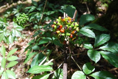 Le ginseng de Ngoc Linh. Photo: nhansamviet.com.