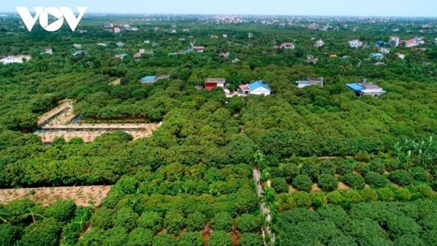 Cette année, les autorités du district de Thanh Hà ont délivré des codes de traçabilité à certaines plantations de litchis cultivées suivant les normes GlobalGap, pour leur permettre d’exporter. Photo: VOV