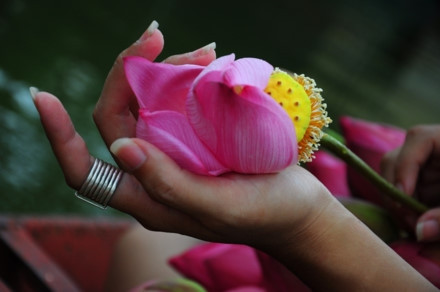Les fleurs de lotus s’épanouissent intensément en masse au début de juin. Photo: http://laodong.com.vn.