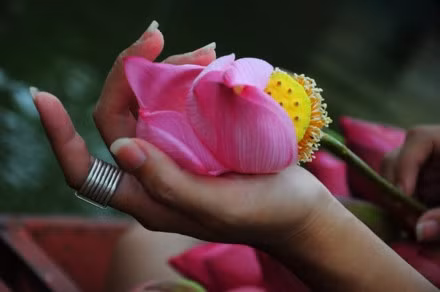 Les fleurs de lotus s’épanouissent intensément en masse au début de juin. Photo: http://laodong.com.vn.