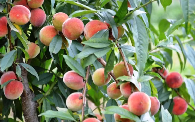 La pêche française précoce est un produit touristique typique de Bac Ha. 