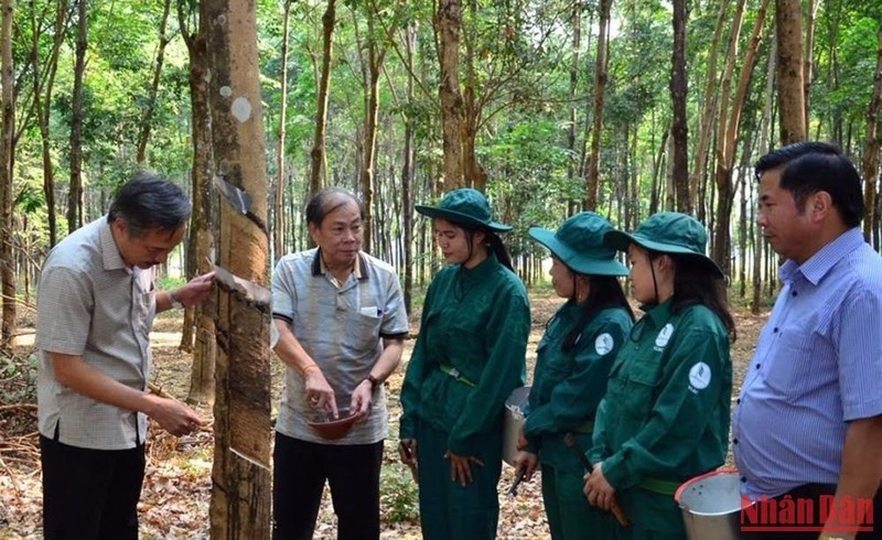 Le caoutchouc est le principal produit d'exportation du Laos vers le Vietnam. Photo : NDEL.