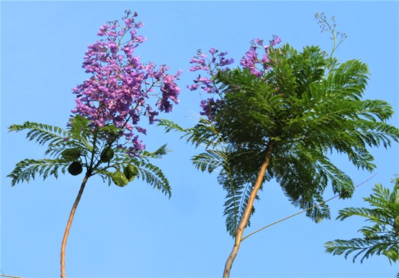 Les flamboyants bleus fleurissent à Hanoï