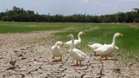 La sécheresse et la salinisation affectent la production agricole et l'élevage de bétail de volailles. Photo: Xuân Du/VNA/CVN