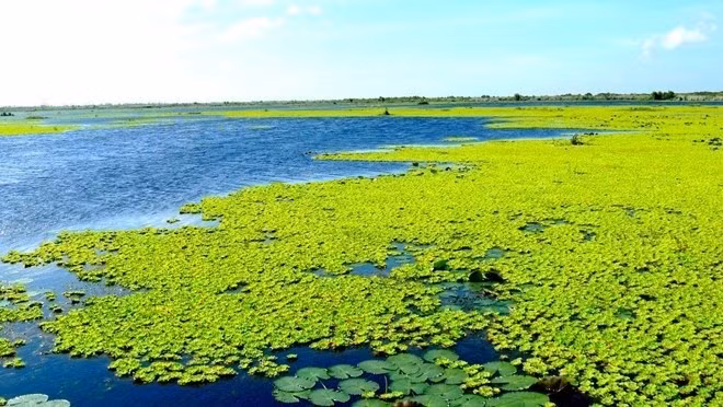 Habitat du parc national U Minh Thuong. Photo: WWF-Vietnam.