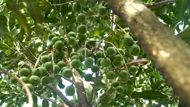 Fruit de macadamia