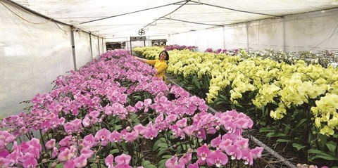 Grâce à la transformation numérique, Quang Ninh compte développer une production agricole moderne. Photo : CVN.