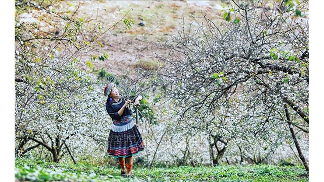 Des fleurs de pruniers à Môc Châu. Photo : VNA.