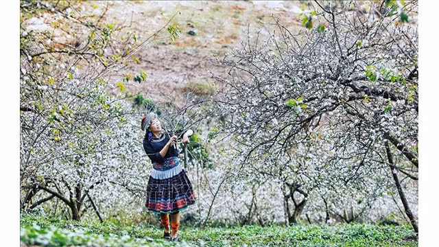 Des fleurs de pruniers à Môc Châu. Photo : VNA.